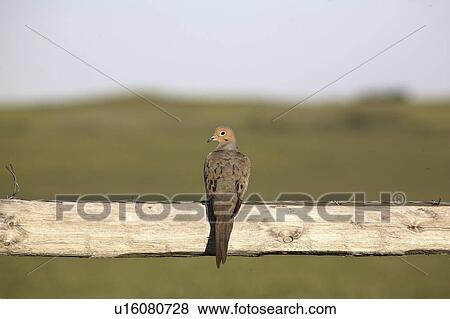 Stock Photo - mourning, scenic, fence, perched, male. Fotosearch