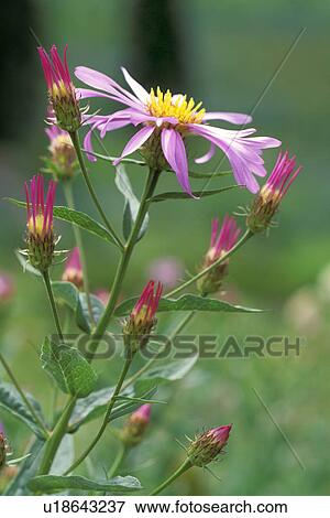 mt, aster, mount, paradise, alpigenus, alpine View Large Photo Image Stock Photo - mt, aster, mount, paradise, alpigenus, alpine. Fotosearch
