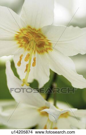 mt, blooming, mount, lilies, avalanche, closeup View Large Photo Image Picture - mt, blooming, mount, lilies, avalanche, closeup. Fotosearch