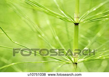 Stock Photo - mt, common, mount, longmire, horsetail, segment. Fotosearch