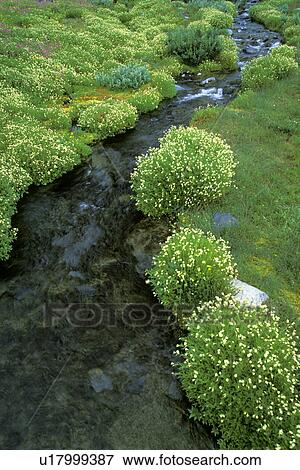 Stock Photo - mt, lined, mount, paradise, stream, wildflower. Fotosearch