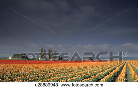 Stock Photo - mt, orange, mount, tulips, red, field. Fotosearch