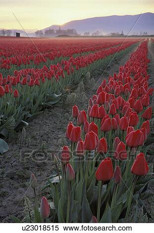 Stock Photography - mt, red, mount, sunrise, tulips, rows. Fotosearch