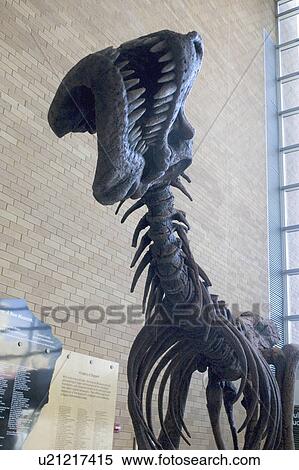 Stock Photography - museum, automated, science, exhibit, dinosaur, prehistoric. Fotosearch