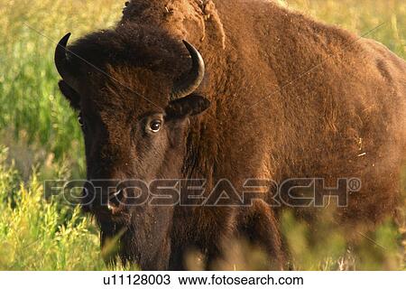 Stock Image - national, bison, teton, grand, prairie, female. Fotosearch
