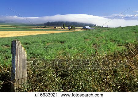 Stock Image - national, coupeville, cloud, fence, washington, crops. Fotosearch