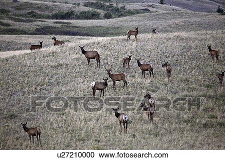 national, elk, lakes, waterton, hillside, herd View Large Photo Image Stock Image - national, elk, lakes, waterton, hillside, herd. Fotosearch