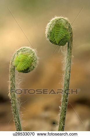 national, forest, young, fiddleheads, green, two View Large Photo Image Stock Image - national, forest, young, fiddleheads, green, two. Fotosearch