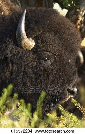 national, male, teton, grand, bison, head View Large Photo Image Picture - national, male, teton, grand, bison, head. Fotosearch