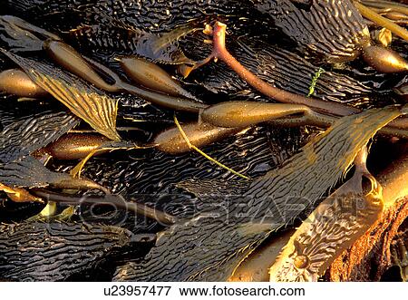 Stock Photo - national, pacific, olympic, cape, coastline, ocean. Fotosearch