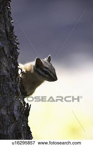 Stock Photo - national, pine, lakes, waterton, tree, chipmunk. Fotosearch