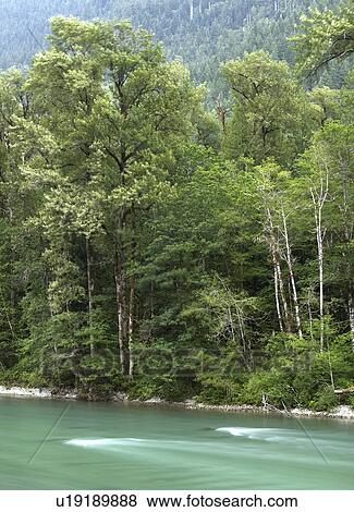 Stock Photo - national, river, lake, ross, newhalem, skagit. Fotosearch