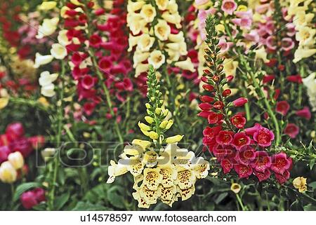 Stock Photo - new, camelot, digitalis, scrophulariaceae, mix, foxglove. Fotosearch