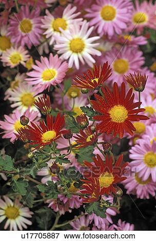 Stock Photo - new, chrysanthemums, asteraceae, zawadskii, dendranthema, korean. Fotosearch