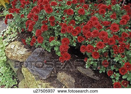 Stock Photo - new, chrysanthemums, asteraceae, denise, autumn, garden. Fotosearch