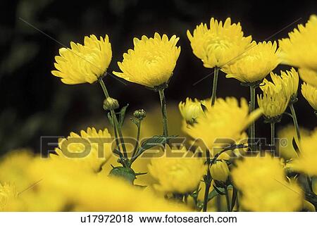 Stock Photo - new, chrysanthemums, denise, sunny, asteraceae, garden. Fotosearch