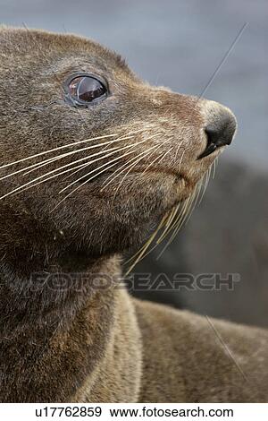 new, dunedin, scenic, island, south, seal View Large Photo Image Stock Photo - new, dunedin, scenic, island, south, seal. Fotosearch