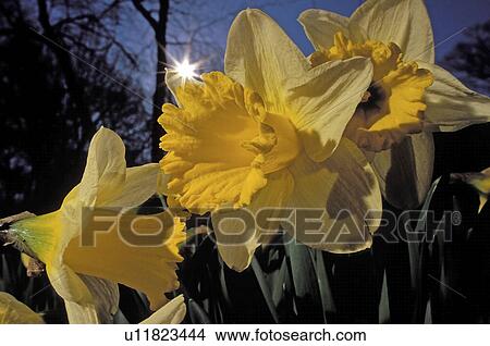 Picture - new, rising, narcissus, daffodils, behind, sun. Fotosearch
