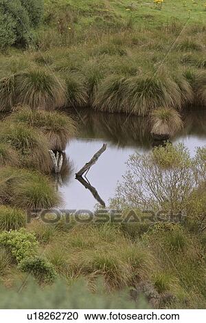 new, waterhole, scenic, island, south, small View Large Photo Image Stock Image - new, waterhole, scenic, island, south, small. Fotosearch