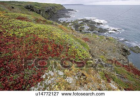 Stock Photo - newfoundland, beach, atlantic, onion, cliff, provinces. Fotosearch