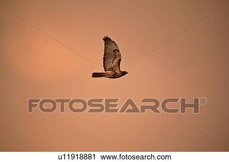north, hawk, large, jamaicensis, buteo, redtailed View Large Photo Image Stock Image - north, hawk, large, jamaicensis, buteo, redtailed. Fotosearch