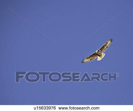 Stock Photograph - north, hawk, large, jamaicensis, buteo, redtailed. Fotosearch