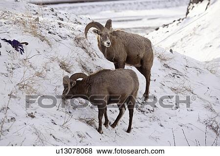 north, sheep, species, canadensis, ovis, bighorn View Large Photo Image Stock Photo - north, sheep, species, canadensis, ovis, bighorn. Fotosearch