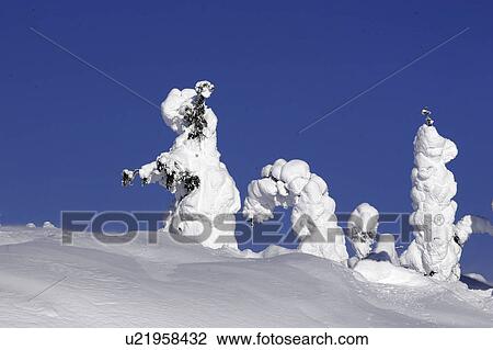 Stock Image - northern, forest, ak, highway, dalton, hoarfrost. Fotosearch
