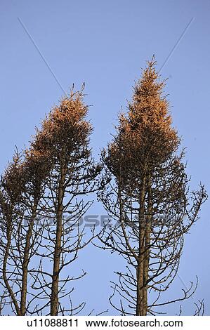 northern, trees, scenic, fire, forest, burnt View Large Photo Image Stock Image - northern, trees, scenic, fire, forest, burnt. Fotosearch