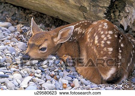 Stock Image - ocean, alava, animal, fawn, olympic, sleep. Fotosearch