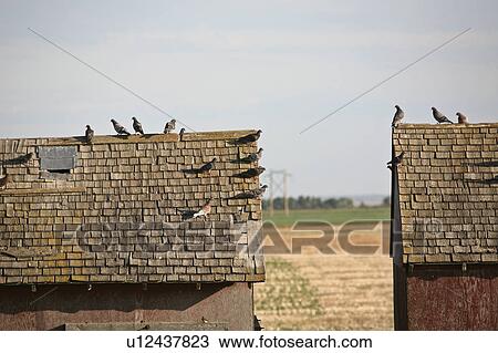 old, scenic, roofs, granaries, pigeons View Large Photo Image Stock Image - old, scenic, roofs, granaries, pigeons. Fotosearch