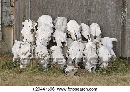 Stock Photograph - old, skulls, deserted, up, piled, cattle. Fotosearch