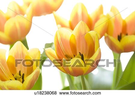 orange, tulipa, yellow, red, flower, tulip View Large Photo Image Stock Photo - orange, tulipa, yellow, red, flower, tulip. Fotosearch