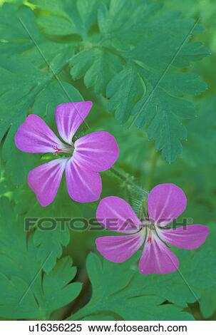 Stock Photography - oregon, geranium, portland, falls, wahkeena, robert. Fotosearch
