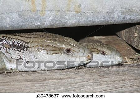 out, blue, looking, lizards, tongue, pair View Large Photo Image Stock Photo - out, blue, looking, lizards, tongue, pair. Fotosearch