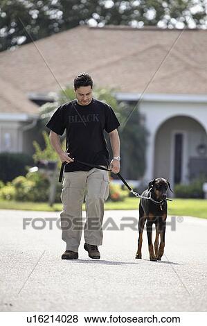 Stock Photo - out, sarasota, dog, walking, male. Fotosearch