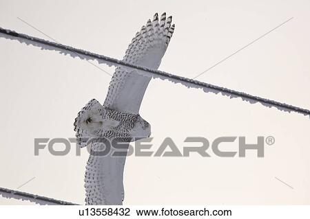Stock Image - owl, hydro, frostcovered, flight, snowy. Fotosearch