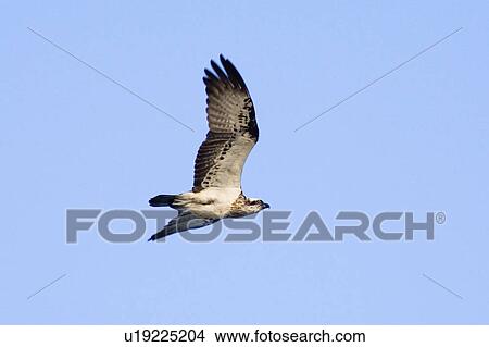 Picture - pandion, flying, bird, sky, blue, osprey. Fotosearch