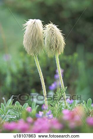 Stock Image - paradise, pasqueflower, basin, creek, edith, western. Fotosearch