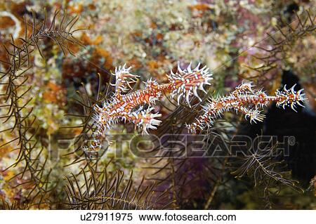 Stock Photography - paradoxus, ghost, solenostomus, ornate, pipefish, harlequin. Fotosearch