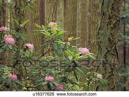 Stock Photograph - park, island, rhododendron, rhododendrons, spring, pink. Fotosearch