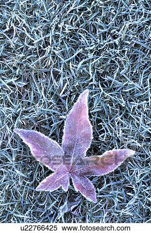 Stock Photography - park, red, vine, grass, frozen, wa. Fotosearch