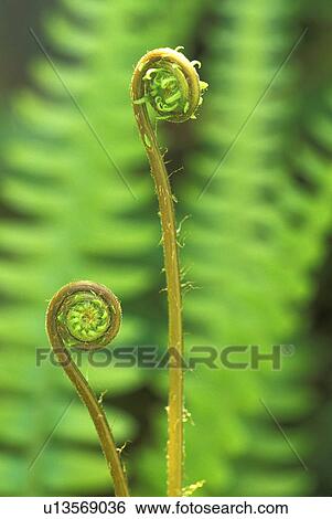 Stock Photograph - park, unfurling, fern, plant, nature. Fotosearch