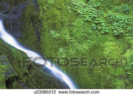 Stock Image - park, waterfall, moss, ridge, green, cascade. Fotosearch