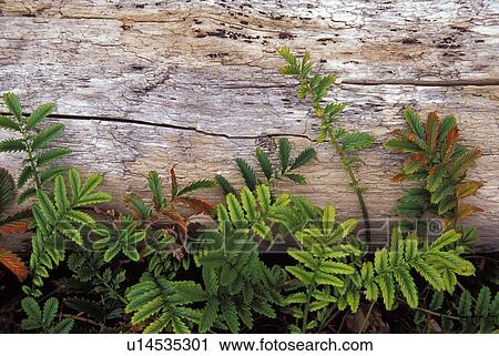 pass, silverweed, deception, anserina, potentilla, pacific View Large Photo Image Stock Image - pass, silverweed, deception, anserina, potentilla, pacific. Fotosearch