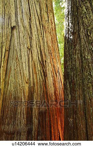 patriarchs, western, grove, cedar, red, trunks View Large Photo Image Picture - patriarchs, western, grove, cedar, red, trunks. Fotosearch