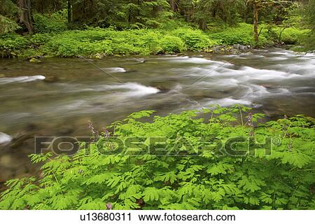 Stock Image - peninsula, river, park, national, olympic, soleduck. Fotosearch