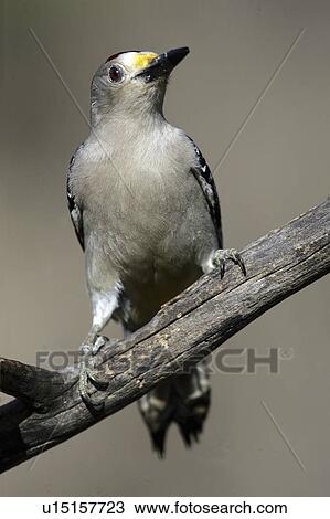 Stock Image - perched, fronted, birds, texas, woodpecker, golden. Fotosearch