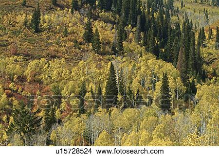 Picture - pine, forest, fall, autumn, aspen, tree. Fotosearch