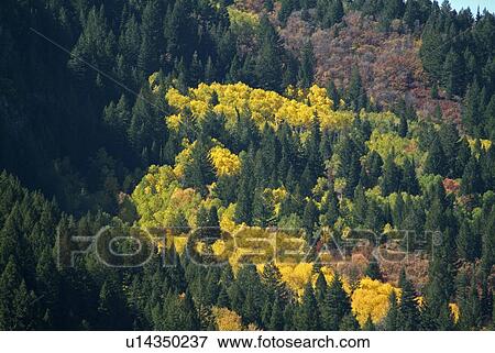 Stock Photo - pine, forest, fall, autumn, aspen, tree. Fotosearch